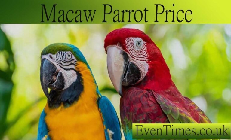 Macaw Parrot Price Guide: How Much Does a Macaw Cost?