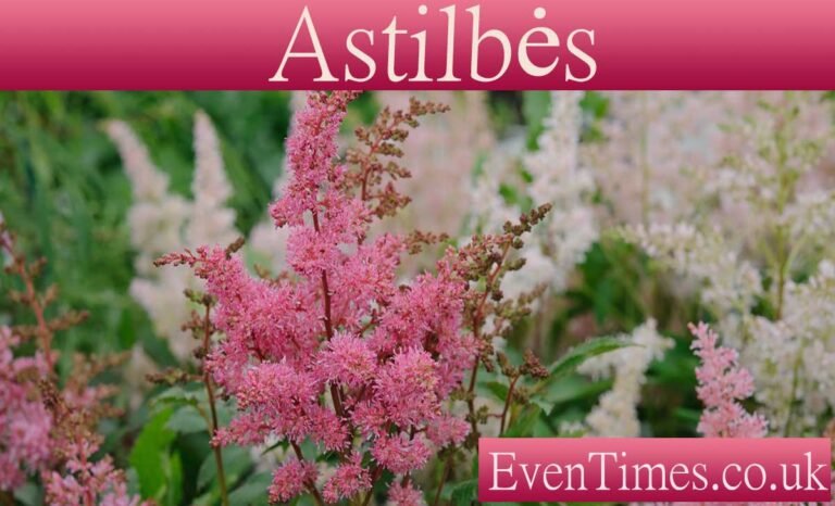 Astilbes: The Ultimate Guide to These Elegant Perennials
