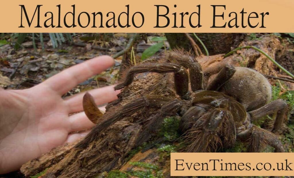 Meet the Maldonado Bird Eater Spider: A Fascinating Predator