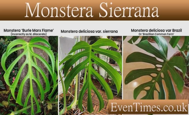 Monstera Sierrana: Everything You Need to Know About Caring for This Stunning Plant