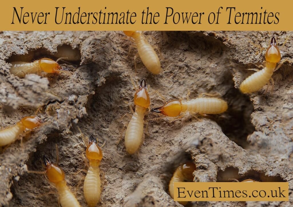 Never Underestimate the Power of Termites