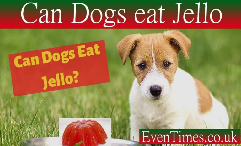 Can Dogs Eat Jello? A Pet Owner's Complete Guide