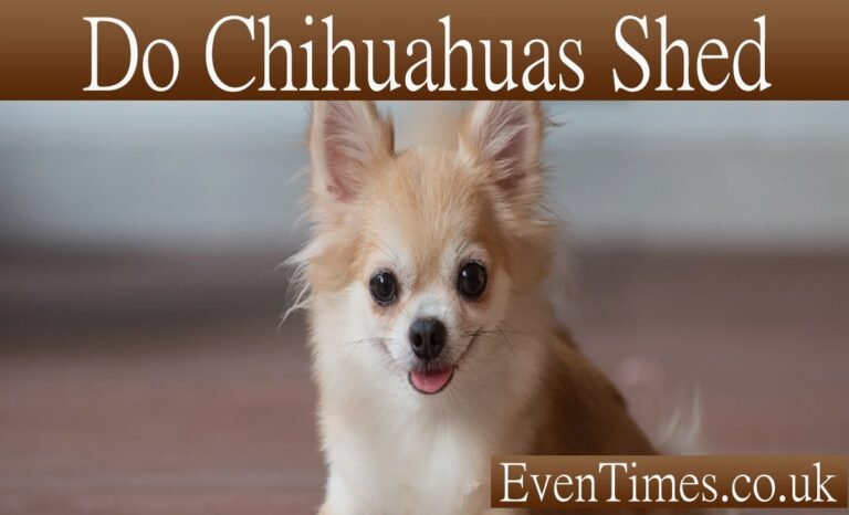 Do Chihuahuas Shed? The Truth About Your Tiny Dog's Hair