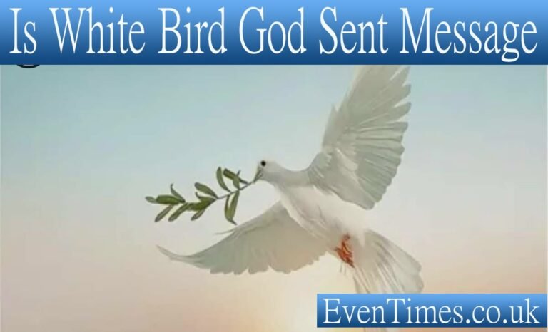 Is a White Bird a God Sent Message? Understanding Divine Signs