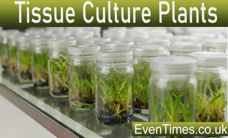 What Are Tissue Culture Plants? A Complete Guide for Beginners