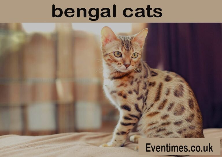 Bengal Cats: The Ultimate Guide to Owning a Miniature Leopard at Home