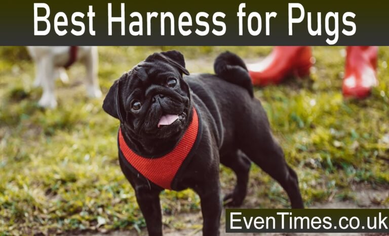 The Best Harness for Pugs: A Complete Guide to Comfort and Safety