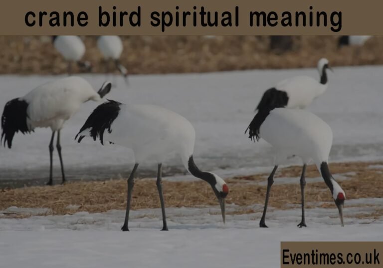 The Enduring Crane Bird Spiritual Meaning Explained