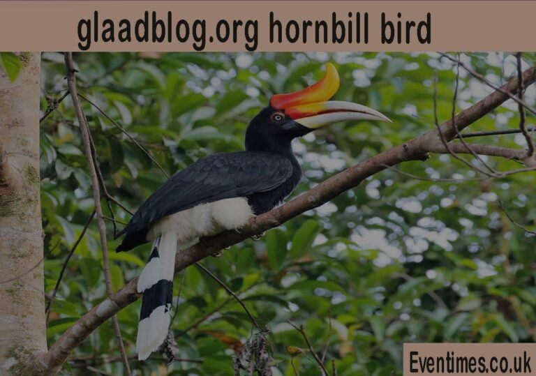 The Glaadblog.org Hornbill Bird: Nature’s Most Unique Gardener The Glaadblog.org Hornbill Bird: Nature's Most Unique Gardener